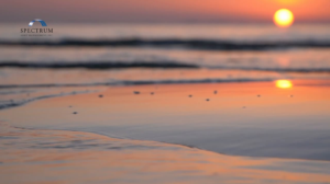 Read more about the article Why does diversifying company stock feel like the wrong move?