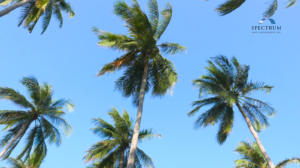 Read more about the article How Do Vesting Schedules Impact Tax Exposure and Market Timing?